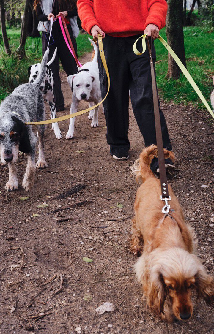 LAISSE POUR CHIEN AMV DOGS, OCRE, hi-res-model