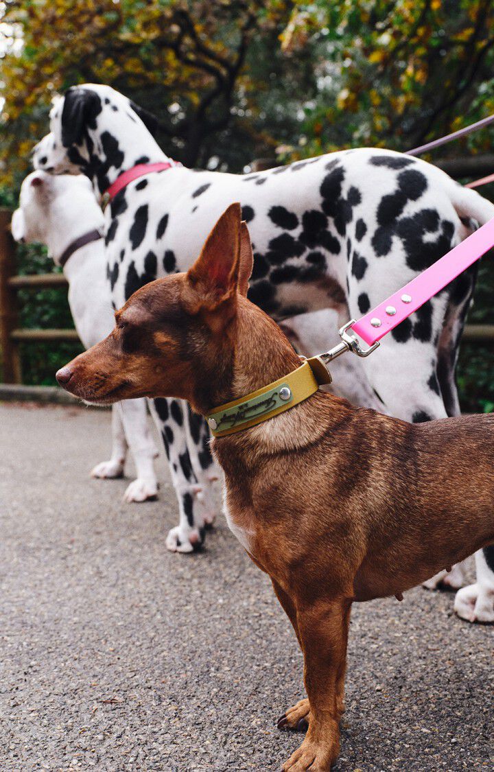 AMV DOGS dog leash, FLUO PINK, hi-res-model